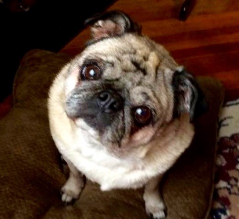 ohio pug rescue ohio pug rescue inc ohio pug rescue ohio pug rescue inc