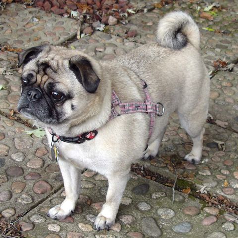 ohio pug rescue ohio pug rescue inc ohio pug rescue ohio pug rescue inc