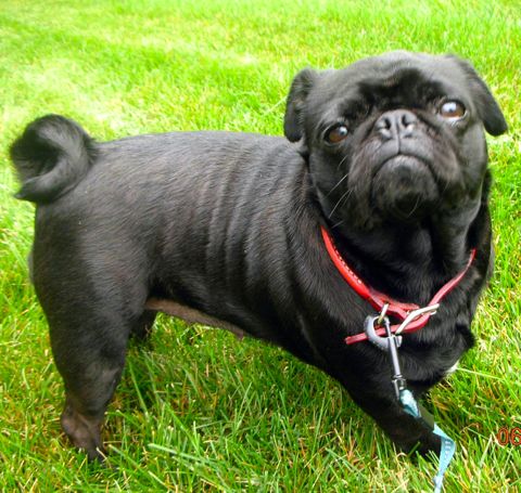 pug rescues in ohio barnes and noble beavercreek ohio barnes noble dayton beavercreek beavercreek oh pug rescues in ohio barnes and noble beavercreek ohio barnes noble dayton beavercreek beavercreek oh