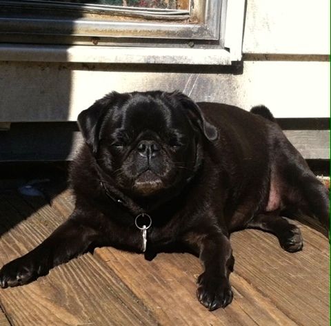ohio pug rescue ohio pug rescue inc ohio pug rescue ohio pug rescue inc
