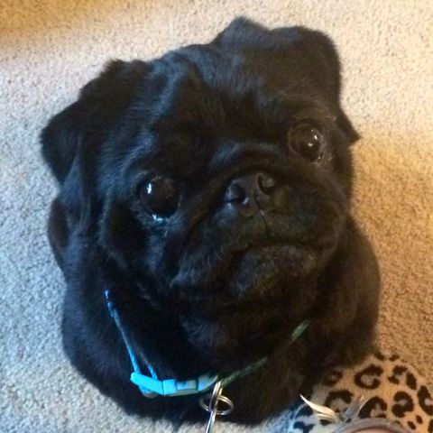 ohio pug rescue ohio pug rescue inc ohio pug rescue ohio pug rescue inc