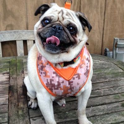 ohio pug rescue ohio pug rescue inc ohio pug rescue ohio pug rescue inc