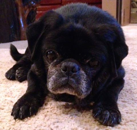 ohio pug rescue ohio pug rescue inc ohio pug rescue ohio pug rescue inc