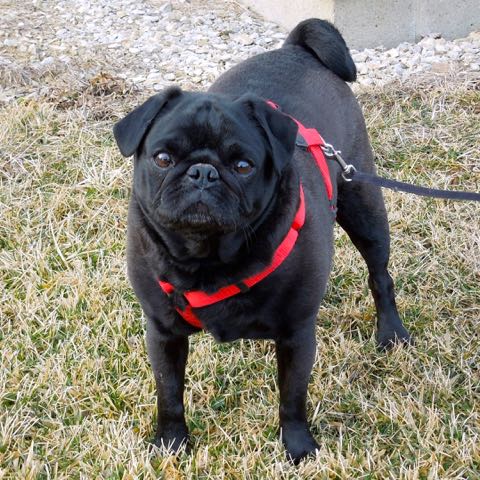 ohio pug rescue ohio pug rescue inc ohio pug rescue ohio pug rescue inc