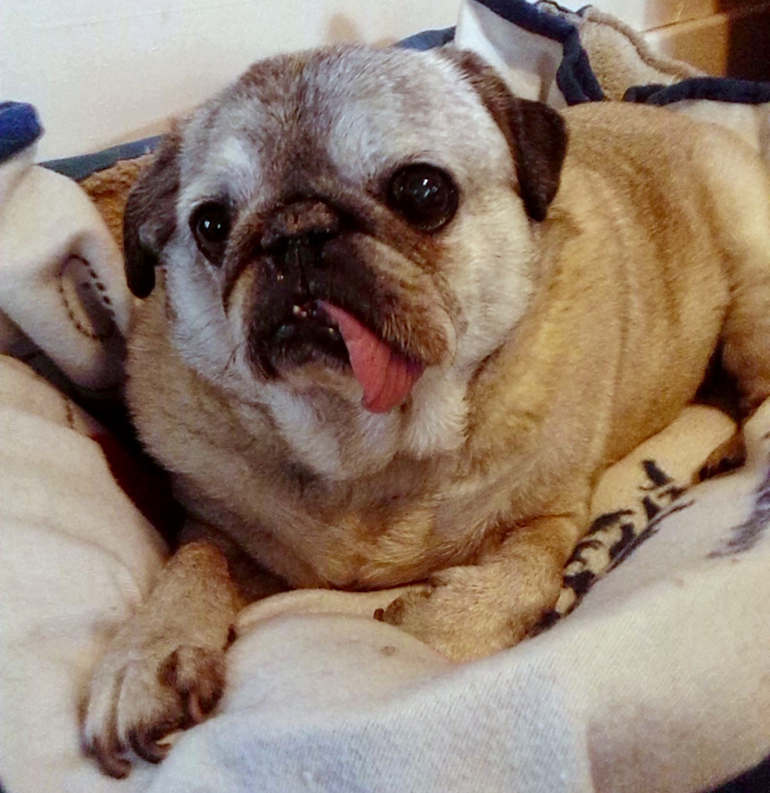 ohio pug rescue ohio pug rescue inc ohio pug rescue ohio pug rescue inc