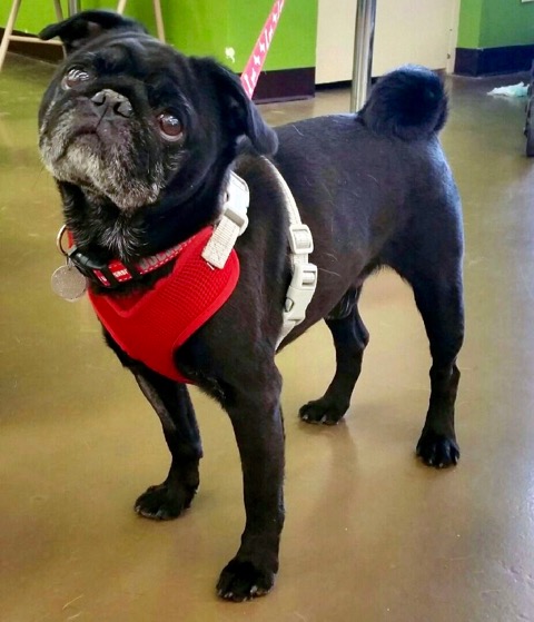 pug rescue columbus ohio ohio pug rescue inc pug rescue columbus ohio ohio pug rescue inc