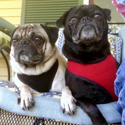 ohio pug rescue ohio pug rescue inc ohio pug rescue ohio pug rescue inc