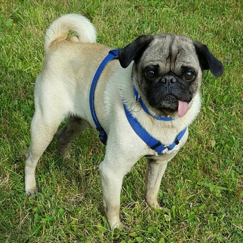 ohio pug rescue ohio pug rescue inc ohio pug rescue ohio pug rescue inc