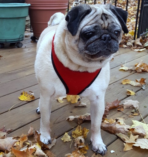 ohio pug rescue ohio pug rescue inc ohio pug rescue ohio pug rescue inc