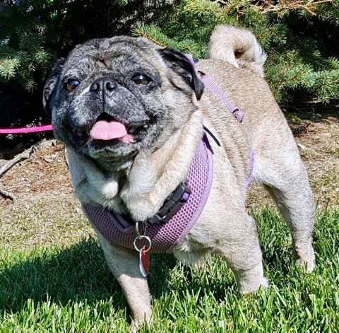 pug rescue columbus ohio ohio pug rescue inc pug rescue columbus ohio ohio pug rescue inc
