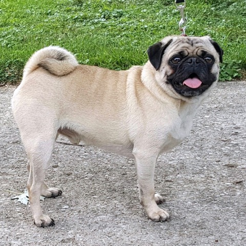 pug rescue island ohio pug rescue inc pug rescue island ohio pug rescue inc