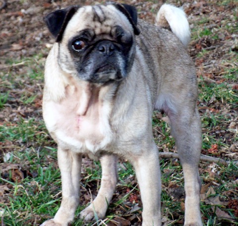 ohio pug rescue ohio pug rescue inc ohio pug rescue ohio pug rescue inc
