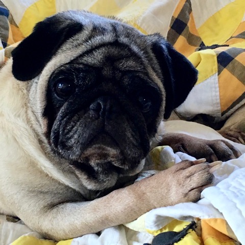 pug rescue columbus ohio ohio pug rescue inc pug rescue columbus ohio ohio pug rescue inc