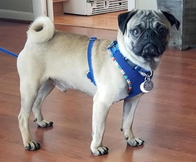ohio pug rescue inc